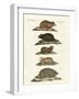 Hamsters and Field Voles-null-Framed Giclee Print