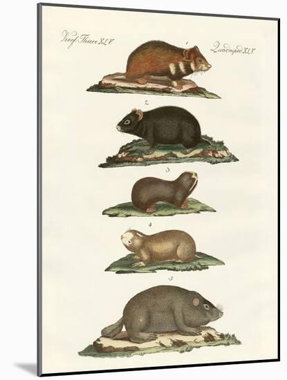 Hamsters and Field Voles-null-Mounted Giclee Print