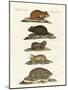 Hamsters and Field Voles-null-Mounted Giclee Print