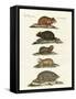 Hamsters and Field Voles-null-Framed Stretched Canvas