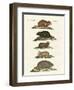 Hamsters and Field Voles-null-Framed Giclee Print