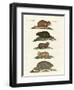 Hamsters and Field Voles-null-Framed Giclee Print