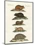 Hamsters and Field Voles-null-Mounted Giclee Print