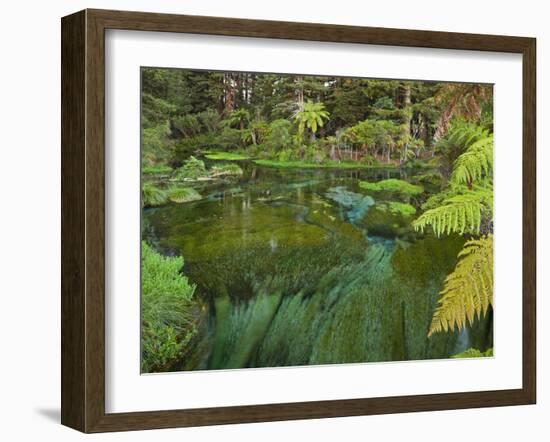 Hamurana Springs, Rotorua, Bay of Plenty, North Island, New Zealand-Rainer Mirau-Framed Photographic Print