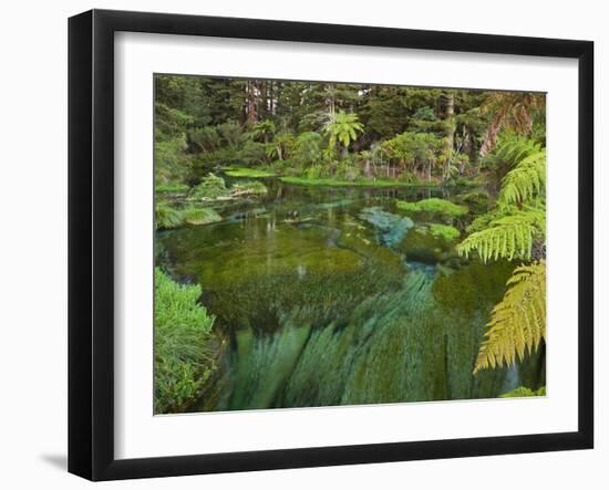 Hamurana Springs, Rotorua, Bay of Plenty, North Island, New Zealand-Rainer Mirau-Framed Photographic Print