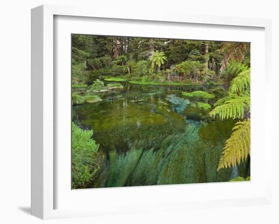 Hamurana Springs, Rotorua, Bay of Plenty, North Island, New Zealand-Rainer Mirau-Framed Photographic Print
