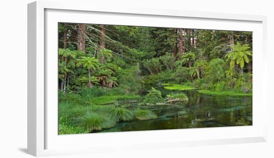 Hamurana Springs, Rotorua, Bay of Plenty, North Island, New Zealand-Rainer Mirau-Framed Photographic Print