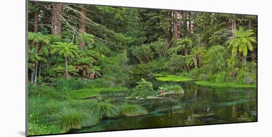 Hamurana Springs, Rotorua, Bay of Plenty, North Island, New Zealand-Rainer Mirau-Mounted Photographic Print