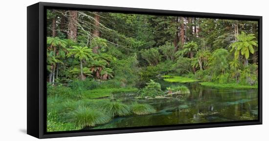 Hamurana Springs, Rotorua, Bay of Plenty, North Island, New Zealand-Rainer Mirau-Framed Stretched Canvas