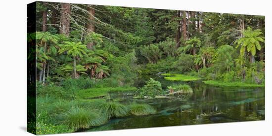 Hamurana Springs, Rotorua, Bay of Plenty, North Island, New Zealand-Rainer Mirau-Stretched Canvas