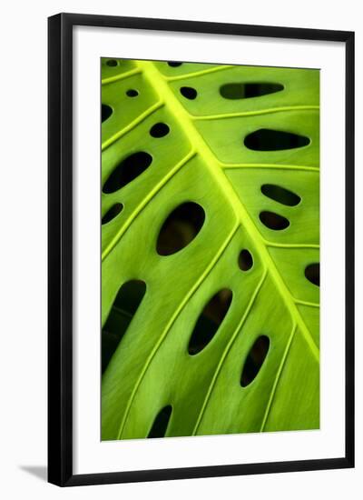 Hana Leaf, Maui-Vincent James-Framed Photographic Print