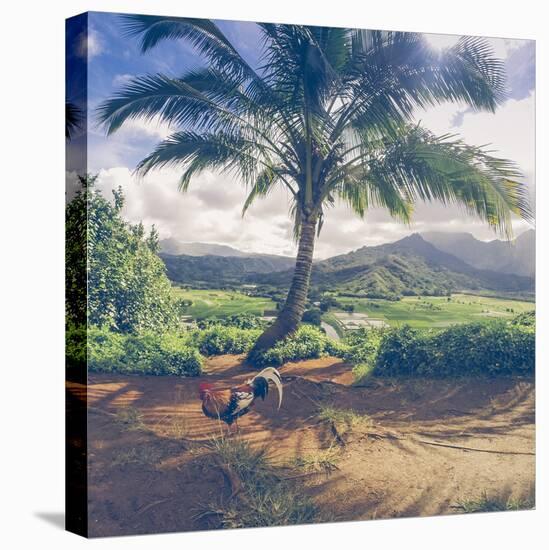 Hanalei Chicken Landscape, Kauai Hawaii-Vincent James-Stretched Canvas