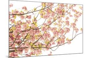 Hanami II-Katja Marzahn-Mounted Giclee Print