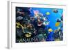 Hanauma Bay, Hawai'i - Fish and Coral 1-Lantern Press-Framed Art Print