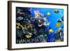 Hanauma Bay, Hawai'i - Fish and Coral 1-Lantern Press-Framed Art Print