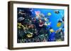 Hanauma Bay, Hawai'i - Fish and Coral 1-Lantern Press-Framed Art Print