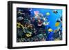 Hanauma Bay, Hawai'i - Fish and Coral 1-Lantern Press-Framed Art Print