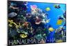 Hanauma Bay, Hawai'i - Fish and Coral 1-Lantern Press-Mounted Art Print