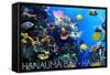 Hanauma Bay, Hawai'i - Fish and Coral 1-Lantern Press-Framed Stretched Canvas