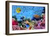 Hanauma Bay, Hawai'i - Fish and Coral 3-Lantern Press-Framed Art Print