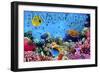 Hanauma Bay, Hawai'i - Fish and Coral 3-Lantern Press-Framed Art Print