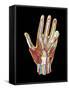 Hand Anatomy, Artwork-Jose Antonio-Framed Stretched Canvas