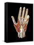 Hand Anatomy, Artwork-Jose Antonio-Framed Stretched Canvas