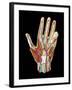 Hand Anatomy, Artwork-Jose Antonio-Framed Photographic Print