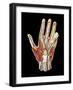 Hand Anatomy, Artwork-Jose Antonio-Framed Photographic Print