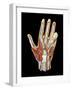 Hand Anatomy, Artwork-Jose Antonio-Framed Photographic Print