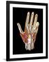 Hand Anatomy, Artwork-Jose Antonio-Framed Photographic Print