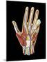 Hand Anatomy, Artwork-Jose Antonio-Mounted Photographic Print