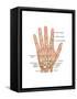 Hand Anatomy, Illustration-Gwen Shockey-Framed Stretched Canvas