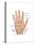 Hand Anatomy, Illustration-Gwen Shockey-Stretched Canvas