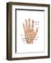 Hand Anatomy, Illustration-Gwen Shockey-Framed Art Print