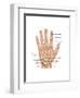 Hand Anatomy, Illustration-Gwen Shockey-Framed Art Print