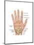 Hand Anatomy, Illustration-Gwen Shockey-Mounted Art Print