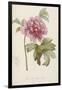 Hand Colored Engraving of a Peony, 1812-1814-Pierre-Joseph Redouté-Framed Giclee Print