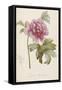 Hand Colored Engraving of a Peony, 1812-1814-Pierre-Joseph Redouté-Framed Stretched Canvas