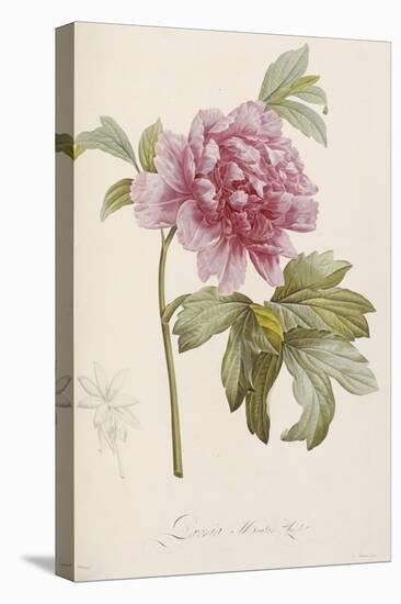 Hand Colored Engraving of a Peony, 1812-1814-Pierre-Joseph Redouté-Stretched Canvas