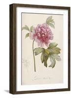 Hand Colored Engraving of a Peony, 1812-1814-Pierre-Joseph Redouté-Framed Giclee Print