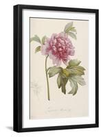 Hand Colored Engraving of a Peony, 1812-1814-Pierre-Joseph Redouté-Framed Giclee Print