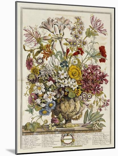 Hand Colored Engraving of Bouquet- October, 1730-Robert Furber-Mounted Giclee Print