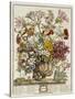 Hand Colored Engraving of Bouquet- October, 1730-Robert Furber-Stretched Canvas