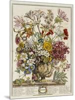 Hand Colored Engraving of Bouquet- October, 1730-Robert Furber-Mounted Giclee Print