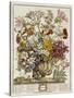 Hand Colored Engraving of Bouquet- October, 1730-Robert Furber-Stretched Canvas