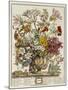 Hand Colored Engraving of Bouquet- October, 1730-Robert Furber-Mounted Giclee Print