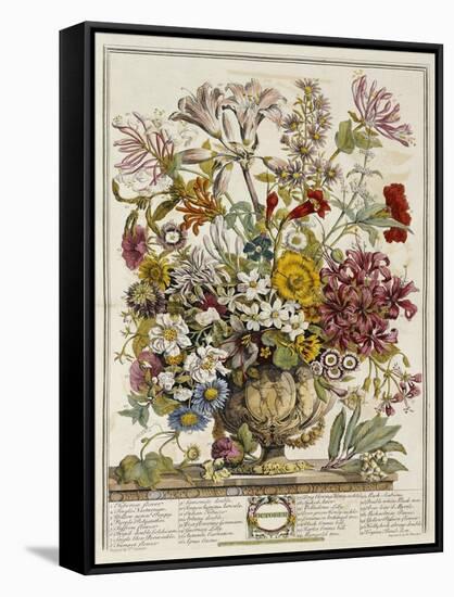 Hand Colored Engraving of Bouquet- October, 1730-Robert Furber-Framed Stretched Canvas