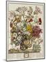 Hand Colored Engraving of Bouquet- October, 1730-Robert Furber-Mounted Giclee Print