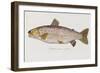 Hand Colored Enraving of a Salmon, 1785-1794-Baron Carl Von Meidinger-Framed Giclee Print